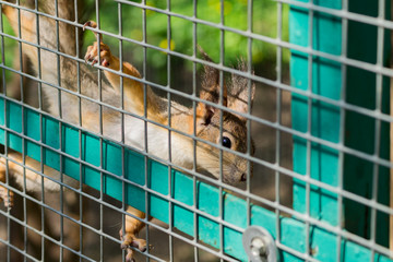 Obraz premium red squirrel in a cage lookong to the camera
