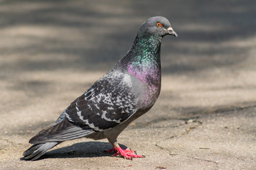portrait of the pigeon on the road looking to the camera