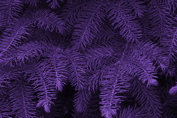 Green fir branches as a background toning in ultra violet. Pattern.