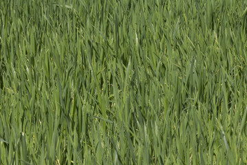 Obraz premium Young green shoots of wheat growing in the field. Template.