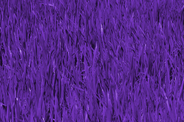 Young green shoots of wheat growing in the field toning in ultra violet.