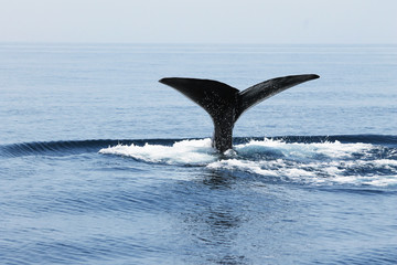 Obraz premium Whale Watch at Muscat Beach Oman