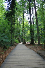 Ścieżka przez las wyłożona drewnianymi deskami, puszcza jodłowa, Góry Świętokrzyskie, wejście na Łysicę