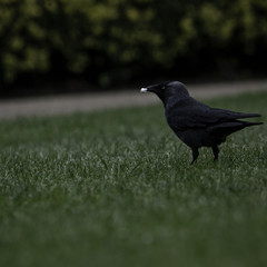 black crow on the grass