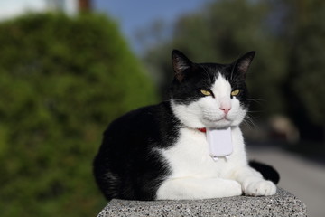 Cat with GPS Tracker