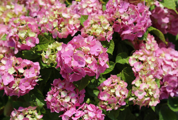 purple hydrangea flower blossomed in a city park