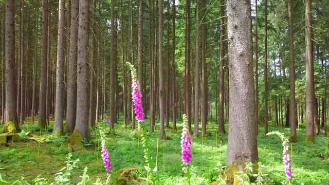 Ritterspron im Wald