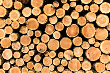 Pile of wood in a forest straight view