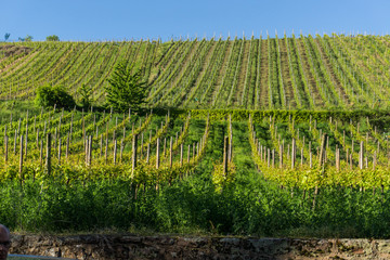 Fototapeta na wymiar Alsatian vineyard close to Colmar