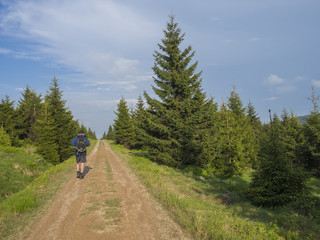 Fototapeta na wymiar hiker man with backpack walking on footpath in Jizera mountain on sping lush green meadow, spruce tree forest with blue sky background
