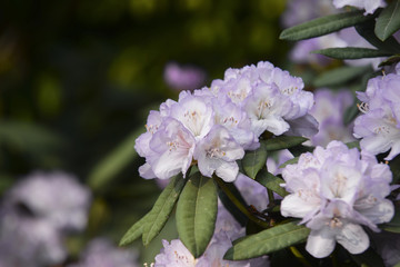 close up on hydrangea macrophylla flowers
