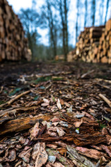 Pile of wood in a forest alongside a trail with bark in focus and blurry background