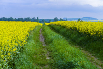 road on the colza field