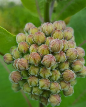 Milkweed Flower Buds Close Up