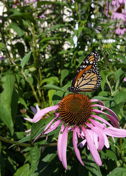 Monarch Butterfly on Purple Coneflower in Garden