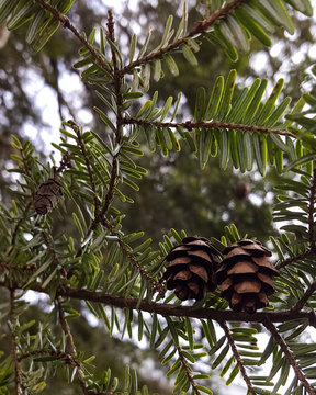 Hemlock Tree with Pine Cones