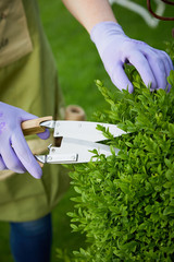 Woman pruning an ornamental privet hedge