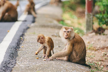 Cute monkeys sit near road in Thailand