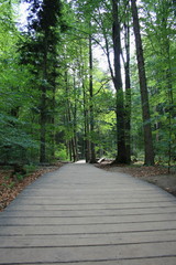  Ścieżka przez las wyłożona drewnianymi deskami, puszcza jodłowa, Góry Świętokrzyskie,...