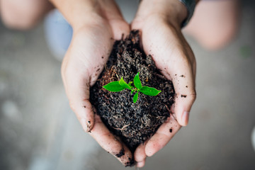 young man hands holding a green young plant. Symbol of spring and ecology concept