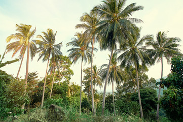 Fototapeta na wymiar Landscape. Coconut palms in jungle.