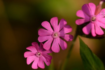 Fototapeta premium Pink Flower