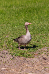 Nice goose portrait in a Austrian village Rust