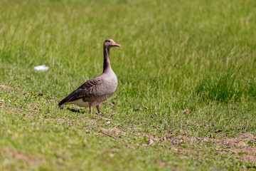 Nice goose portrait in a Austrian village Rust