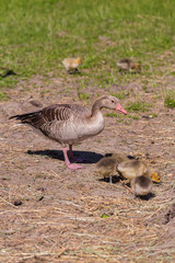 Nice goose portrait in a Austrian village Rust