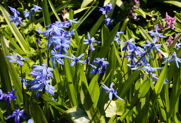 Blue scilla flowers in early spring