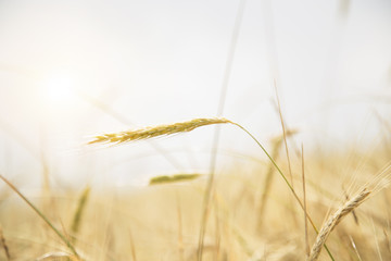 Wheat Beards.Wheat field morning sunrise and yellow sunshine 