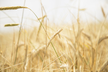 Wheat Beards.Wheat field morning sunrise and yellow sunshine 