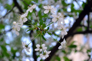 flower on branch