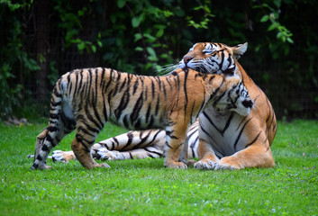 siberian tiger in safari