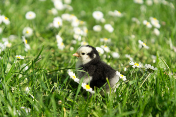 Zweg Cochin Küken in Blumenwiese