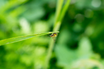 Picture of a small spider.