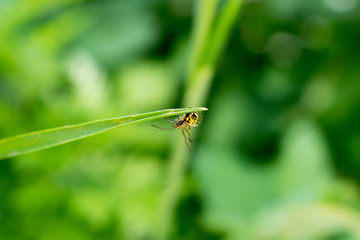 Picture of a small spider.