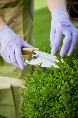 Obraz na płótnie Canvas Gardener pruning a privet hedge or topiary