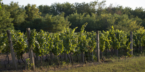 View of Vineyard, Kostol, Kladovo, Bor District, Serbia © klevit