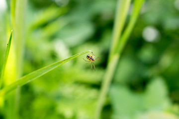 Picture of a small spider.