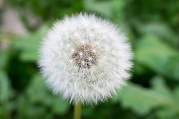 A flower of a dandelion.