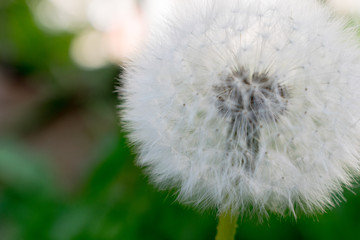 A flower of a dandelion.
