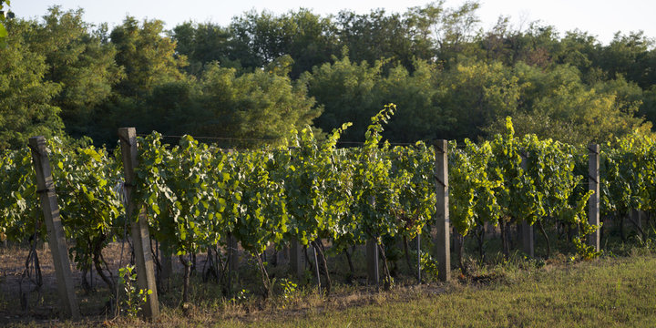 View of Vineyard, Kostol, Kladovo, Bor District, Serbia