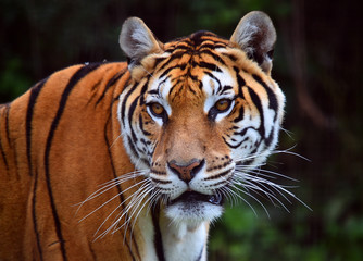 tigre siberiano