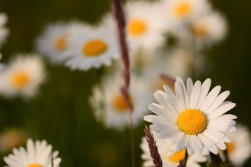 Fototapeta premium Daisy