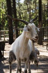Ziege im Zoo, Ziegenkopf, Portrait einer Ziege