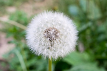 A flower of a dandelion.