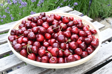 Sweet cherry in bowl in the garden