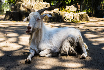 Eine liegende Ziege, Ziege im Streichelzoo, Tierpark, Streichelzoo