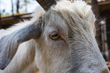 großer Ziegenkopf, Ziege im Streichelzoo, Tierpark, Streichelzoo, Portrait einer Ziege